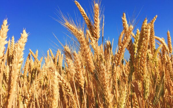 Ar genetiškai modifikuotas maistas tikrai pavojingas? Mokslininkų atsakymas gali nustebinti