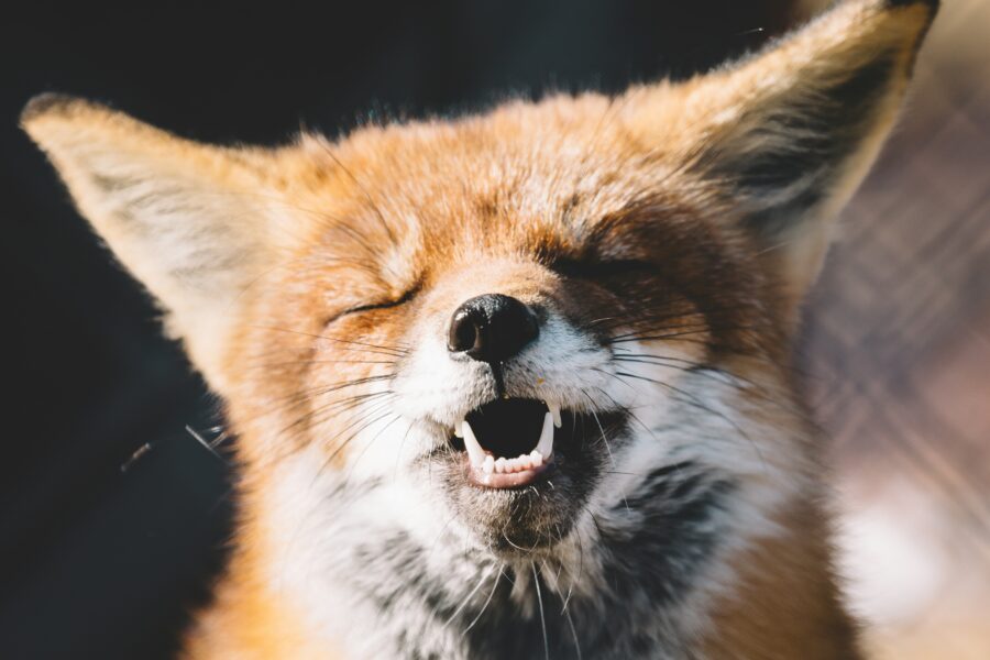 Lapės užpuolimas. Unsplash nuotr