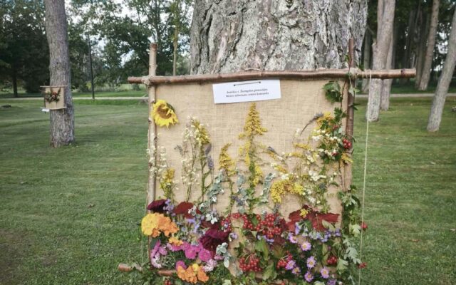 Kai rudens spalvos sujungia: kūryba, bendrystė ir bendradarbiavimas floristinių kilimų renginyje
