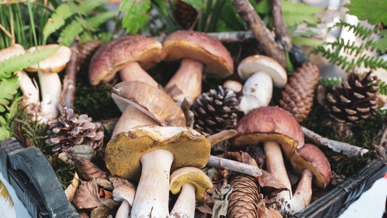 Dzūkijos grybų kelias: nuo tyliausių miškų takų iki lėkštės regiono kavinėse